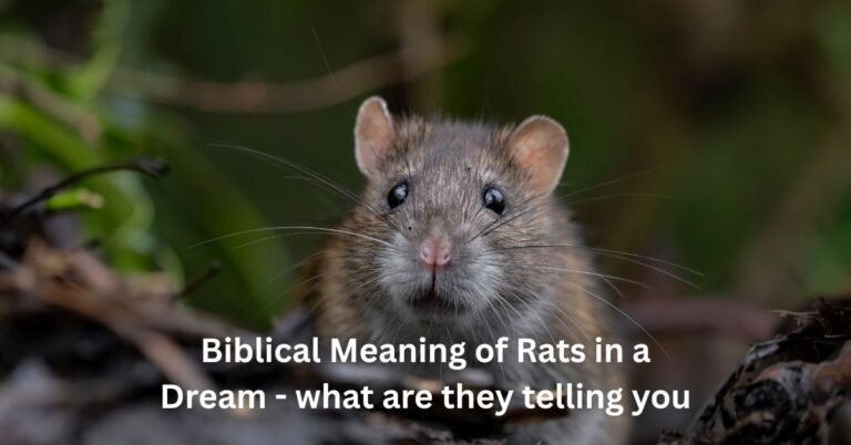 Biblical Meaning of Rats in a Dream - what are they telling you