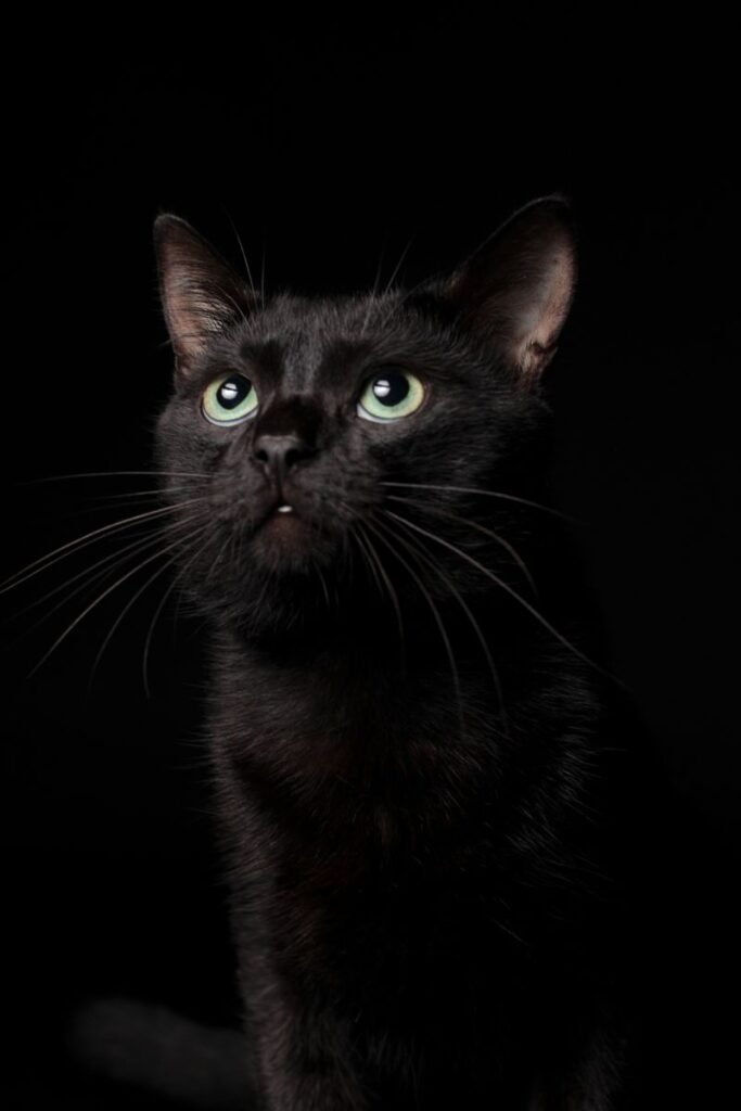 Black cat with glowing green eyes in the dark