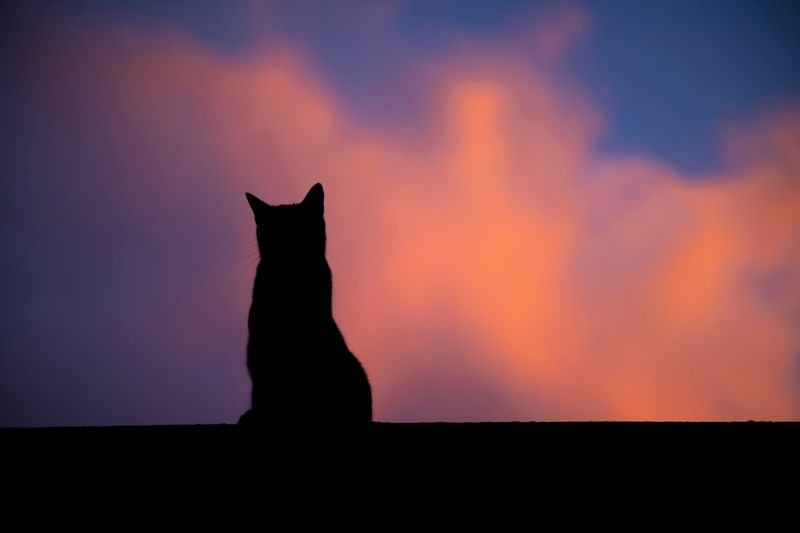 Black cat under moonlight at night