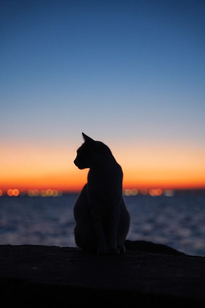 Silhouette of a black cat walking