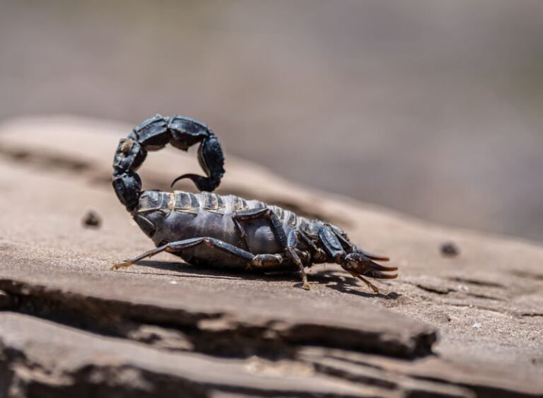 Close-up of a scorpion on desert sand