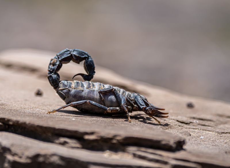 Close-up of a scorpion on desert sand