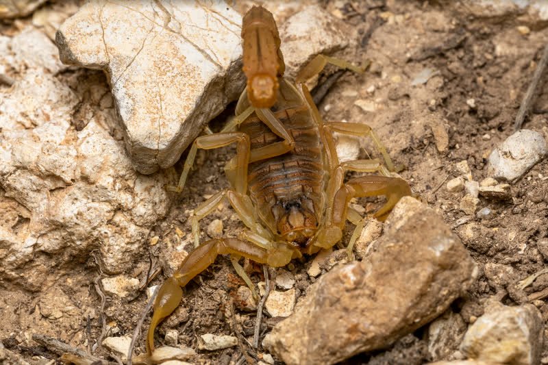 Scorpion resting on a desert rock